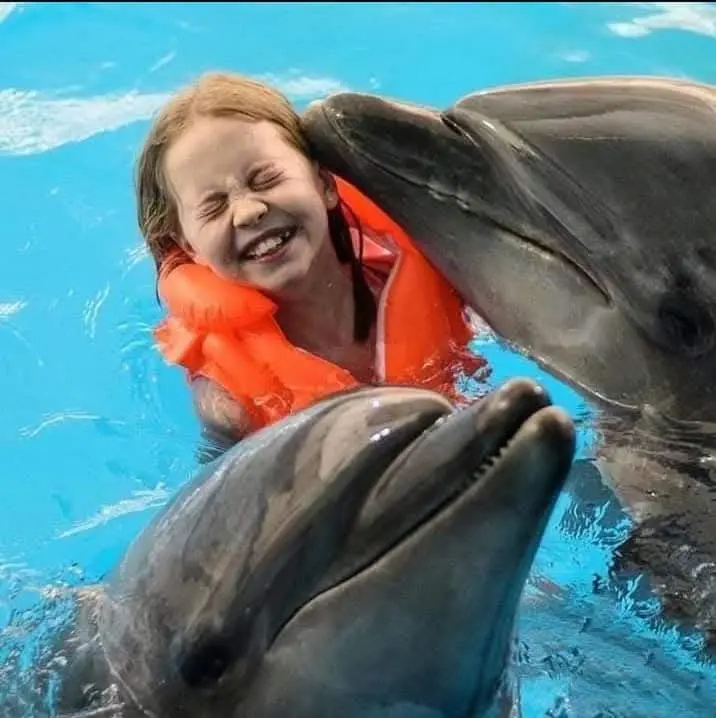 Dolphins Show and Swimming With Dolphins in Sharm El Sheikh